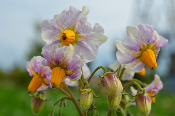 Картофель цветет