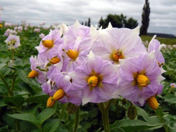 Картошка цветет