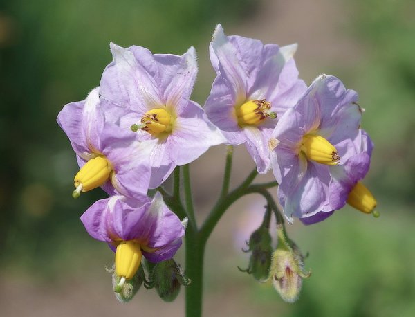 Паслен клубненосный гербарий