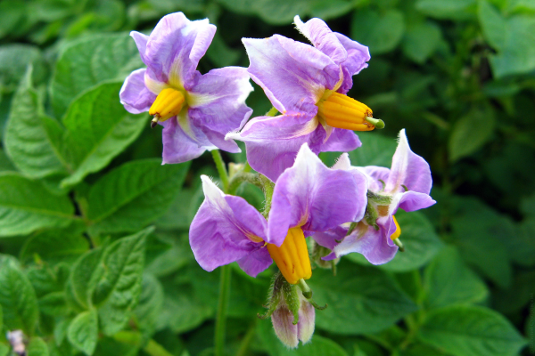 Невский картофель цветение