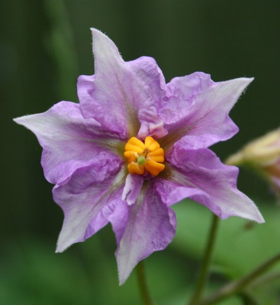 Фиолетовые цветы картофеля