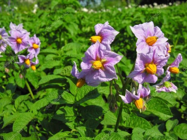 Цветы картофеля Синеглазки