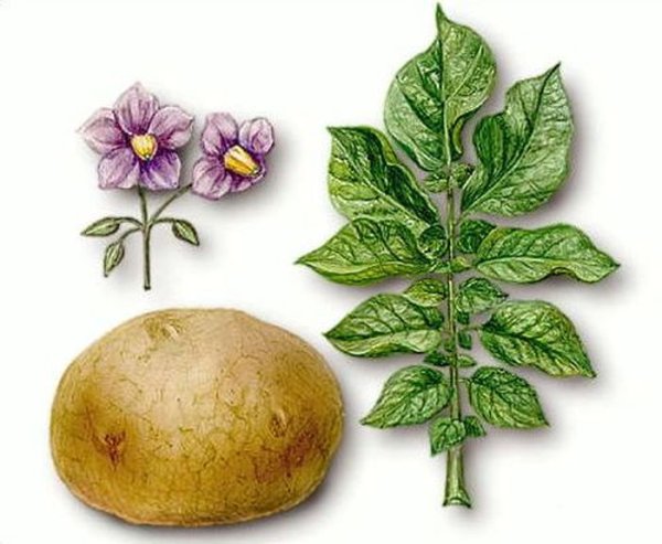 Картофель клубненосный лист