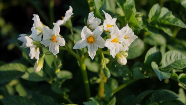 Цветок картофеля