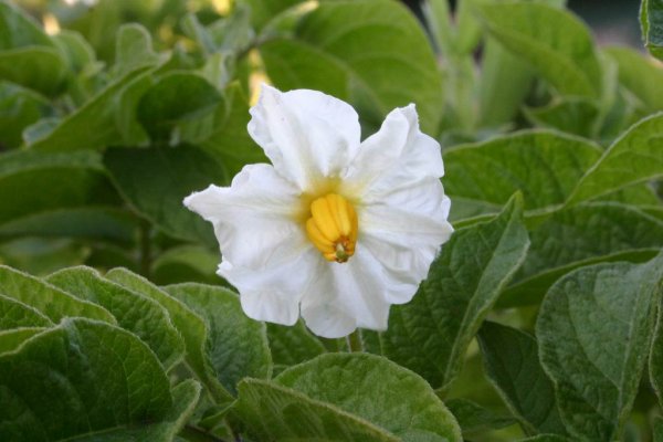 Как выглядит цветок картофеля