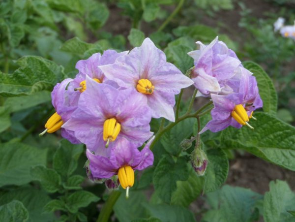 Картошка цветет