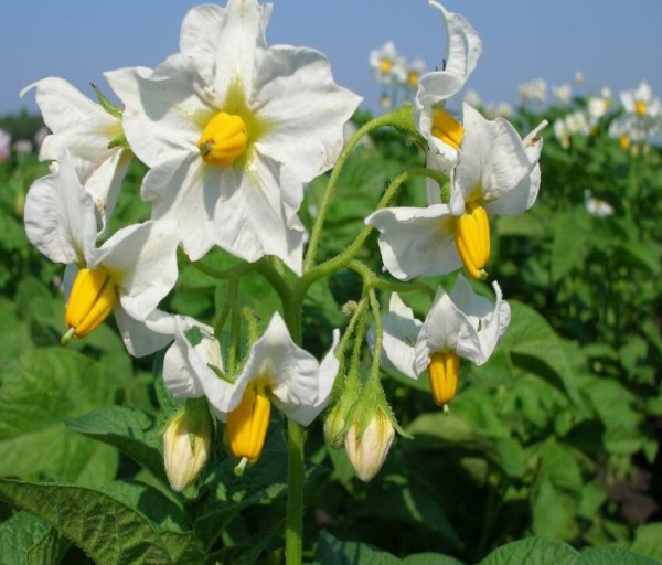 Цветки картофеля соцветия