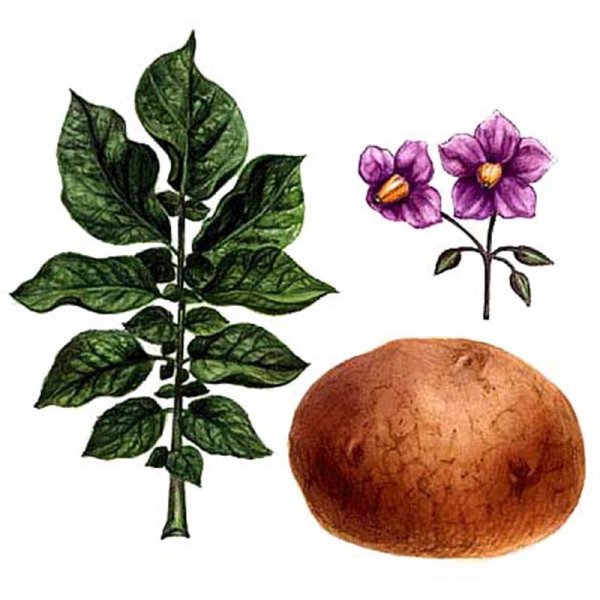 Паслен клубненосный гербарий