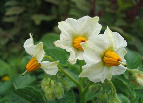 Цветок картофеля