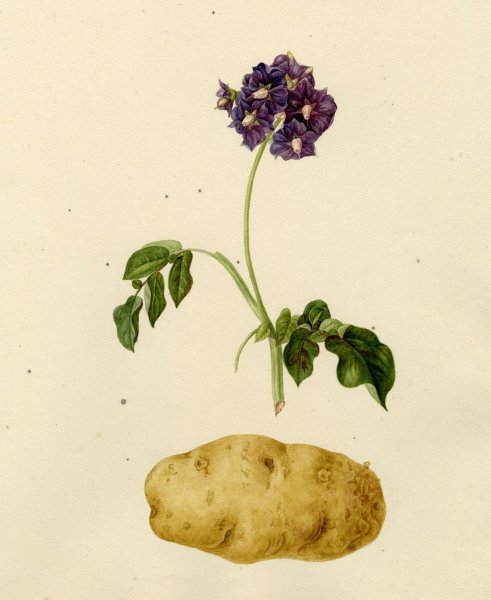 Solanum tuberosum гербарий
