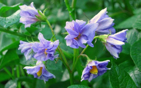 Цветок картофеля закрытый