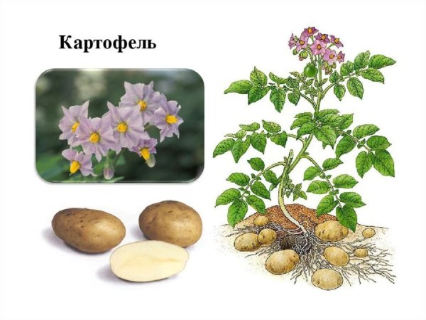 Картофель клубненосный