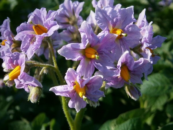 Картофель Скарлет ,цветение,,