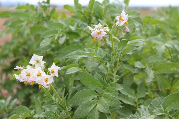 Цветение картофеля