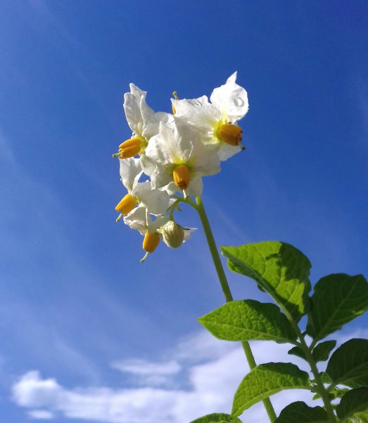 Цветок картофеля