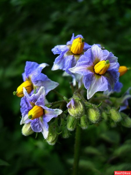 Картошка цветет