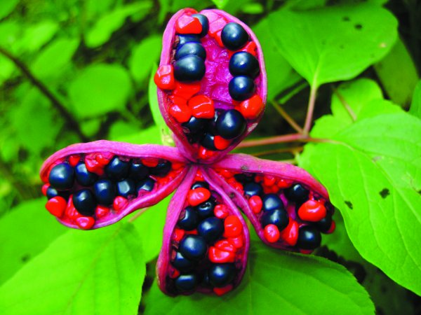 Пион обратнояйцевидный ягоды