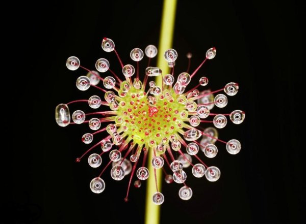 Необычные соцветия