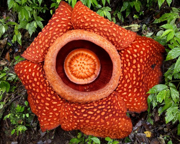 Раффлезия Арнольди