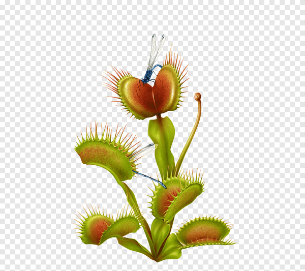 Раффлезия Арнольди цветок