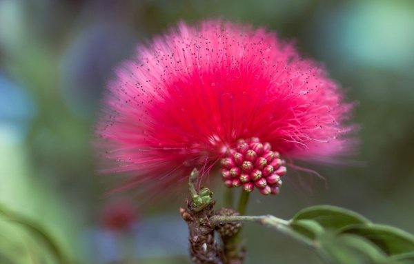 Пассифлора цветок страсти