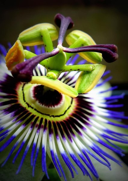 Пассифлора цветок