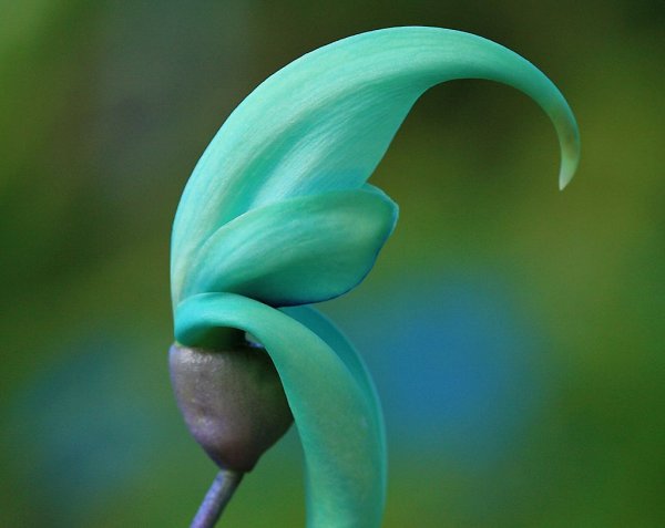 Необычные цветы