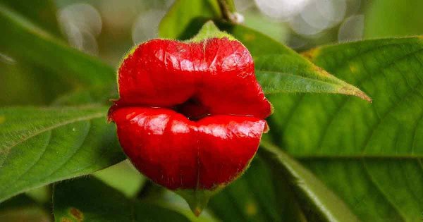 Необычные цветники