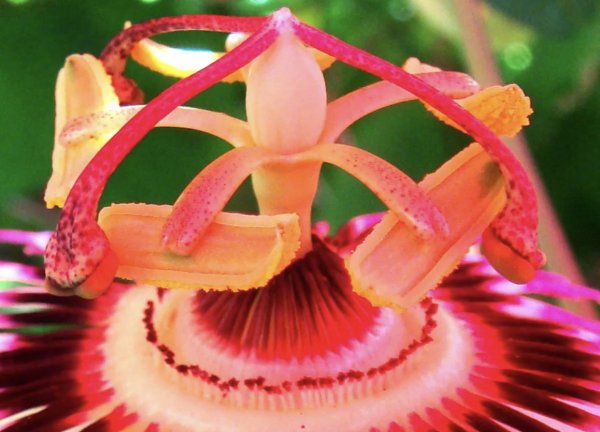 Экзотические растения и животные