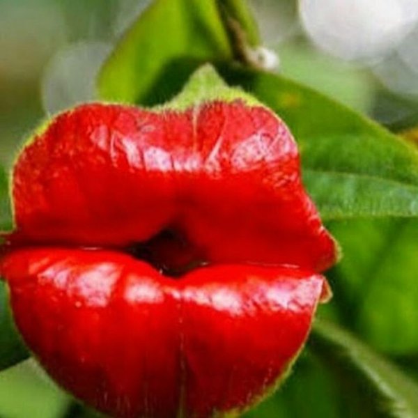 Кувшиночник непентес