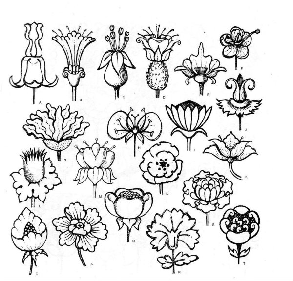 Стилизация цветов