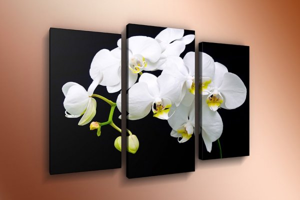 Модульная картина Орхидея