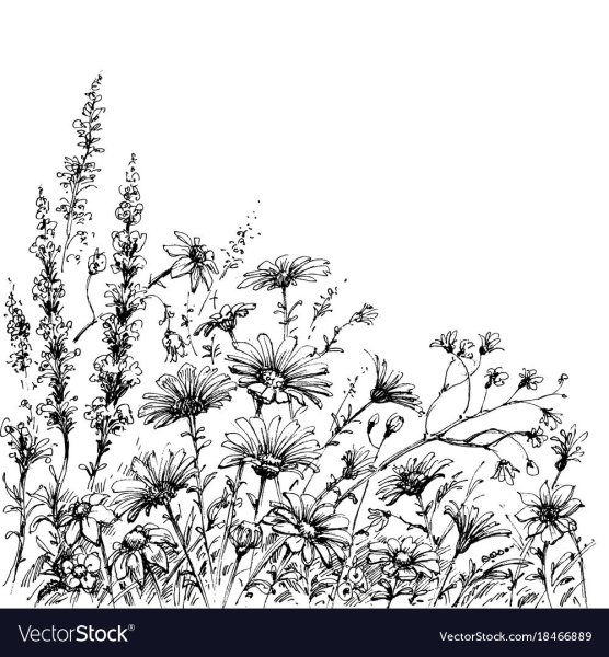 Поле цветы в графике