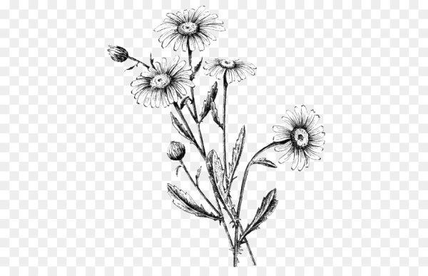 Ромашка Графика