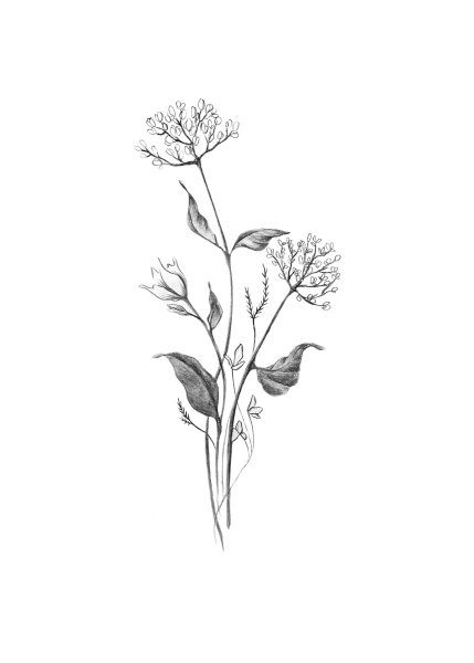 Тату растения эскизы