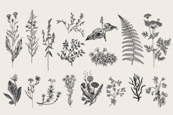 Наклейки полевые травы