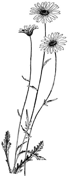 Нивяник обыкновенный