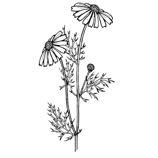 Трава силуэт