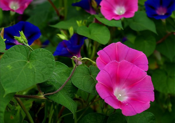 Ипомея Нил Фарбитис