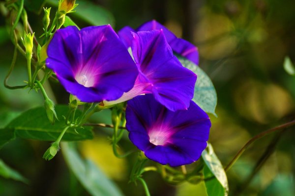 Ипомея пурпурная (Вьюнок)