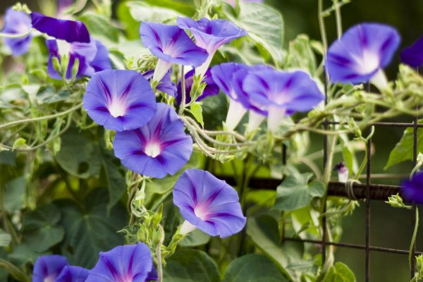 Ипомея пурпурная