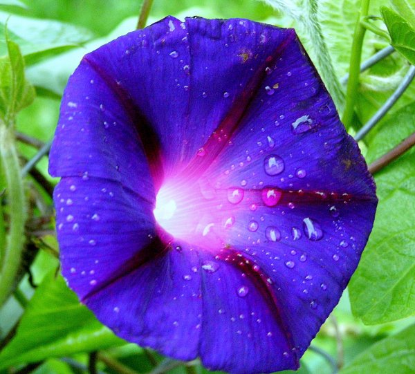 Цветок ипомея пурпурная