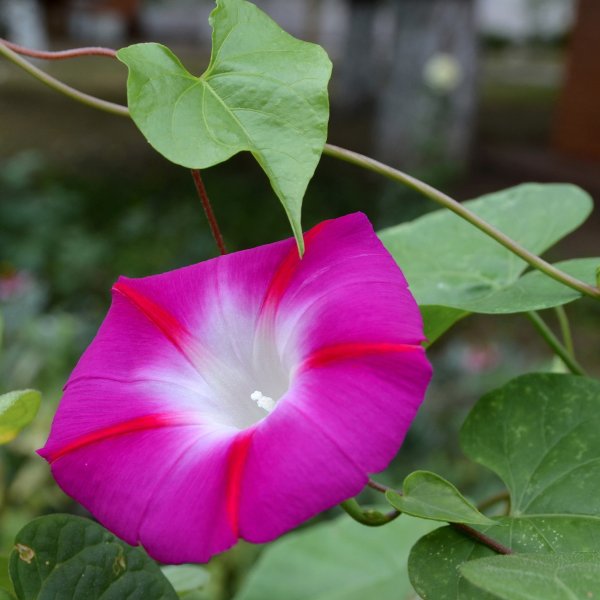 Ипомея Вьюнок