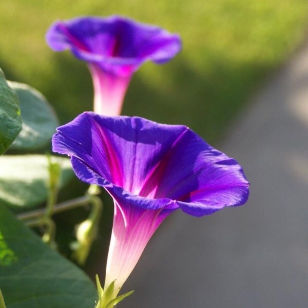 Вьюн ипомея