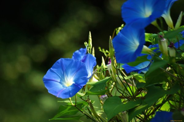 Ипомея венецианская синяя