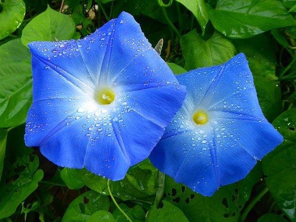 Ипомея пурпурная Ipomoea purpurea