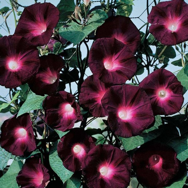 Ипомея звонница