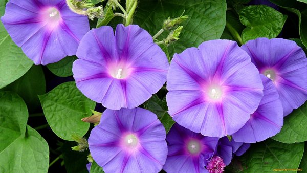 Ипомея Полевая