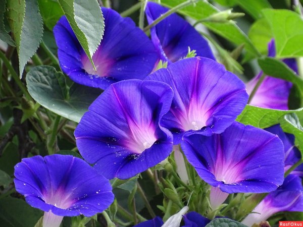 Ипомея пурпурная