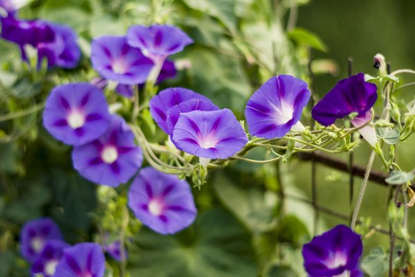 Ипомея пурпурная (Вьюнок)